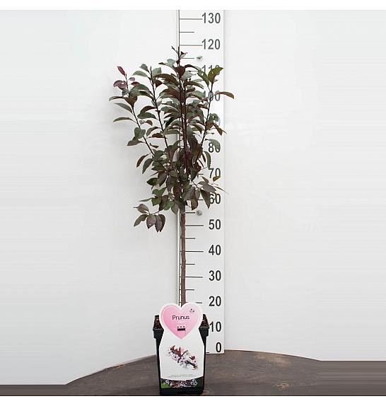 Prunus cistena C5 Lit. Na stabljici 50 cm