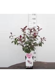 Prunus cistena C5 Lit. 60-80 cm