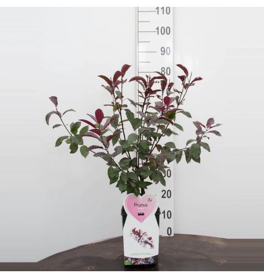 Prunus cistena C5 Lit. 60-80 cm