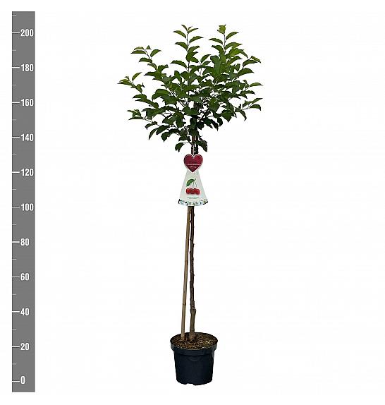 Prunus cerasus Rheinische Schattenmorelle C7,5 Lit. 175-200 cm Na steblu 100 cm