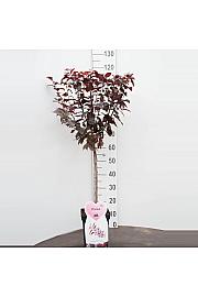 Prunus cerasifera Nigra C5 Lit. Na stabljici 50 cm