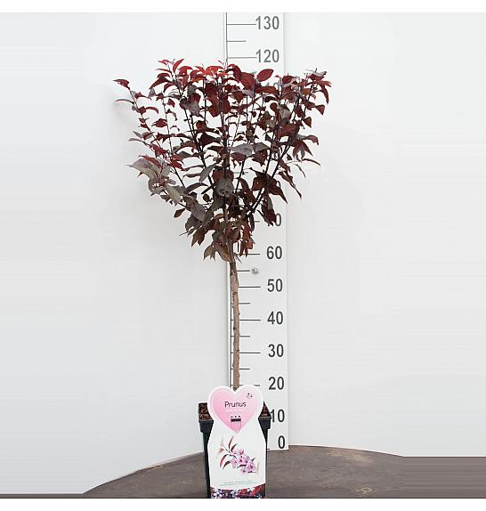 Prunus cerasifera Nigra C5 Lit. Na stabljici 50 cm