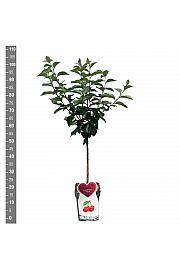 Prunus cerasifera Morellenfeuer C5 Lit. 80-100 cm Patio