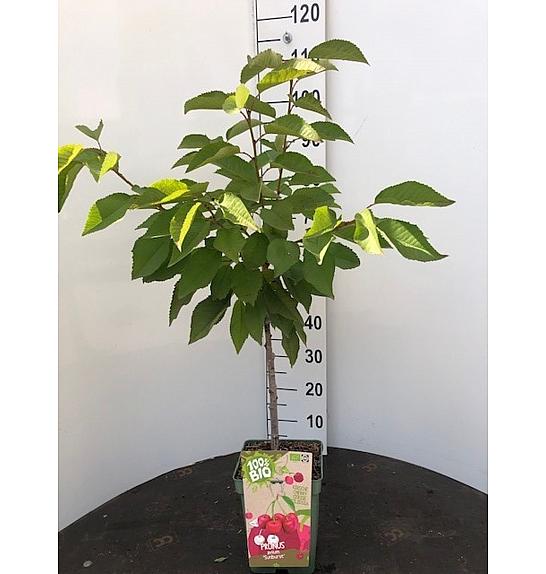 Prunus cerasifera Morellenfeuer C5 Lit. 80-100 cm BIO