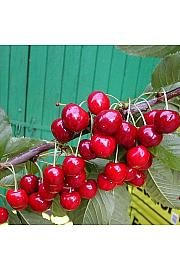 Prunus avium Victoria C5 Lit. 60-80 cm Stupasta