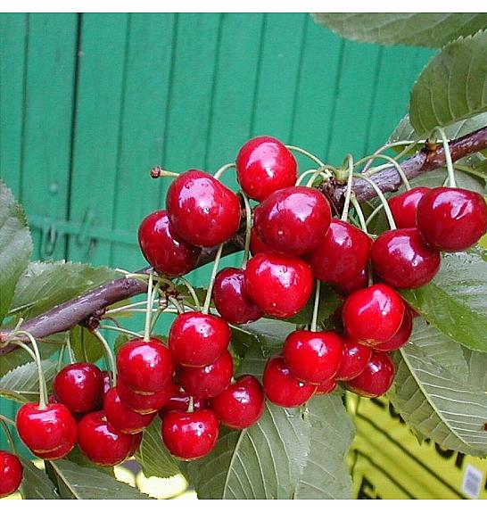 Prunus avium Victoria C5 Lit. 60-80 cm Stupasta