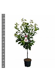Prunus avium Sunburst C7,5 Lit. 125-150 cm