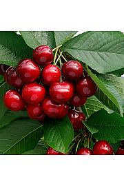 Prunus avium Sunburst C7,5 Lit. 125-150 cm (16649)