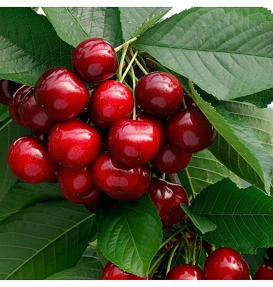 Prunus avium Sunburst C7,5 Lit. 125-150 cm (16649)