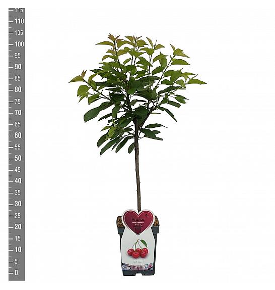 Prunus avium Sunburst C5 Lit. 80-100 cm Patio