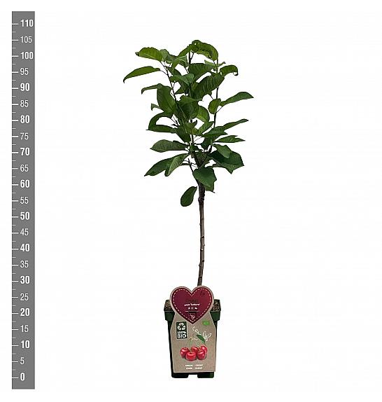 Prunus avium Sunburst C5 Lit. 80-100 cm BIO