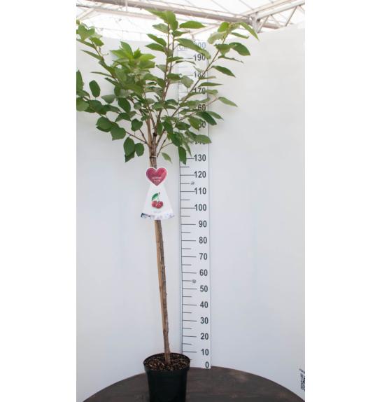 Prunus avium Schneiders späte Knorpelkirsche C7,5 Lit. 175-200 cm Na steblu 100 cm