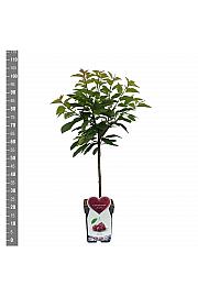 Prunus avium Schneiders späte Knorpelkirsche C5 Lit. 80-100 cm Patio