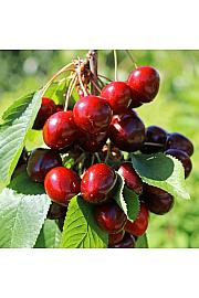 Prunus avium Maynard C5 Lit. 60-80 cm Stupasta