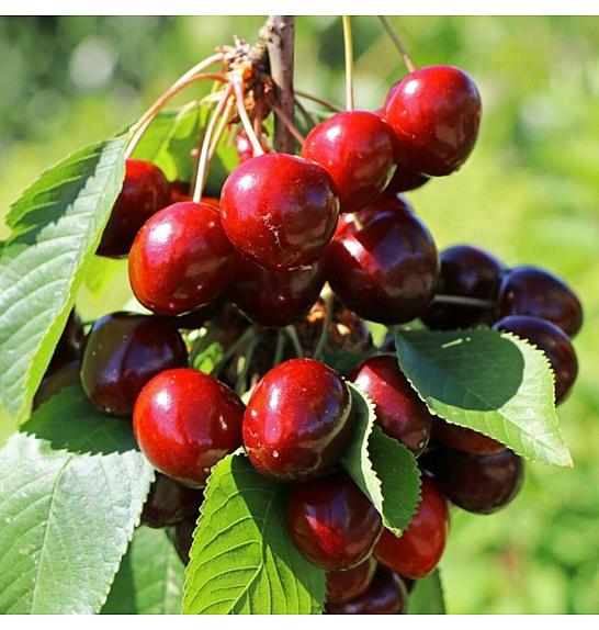 Prunus avium Maynard C5 Lit. 60-80 cm Stupasta