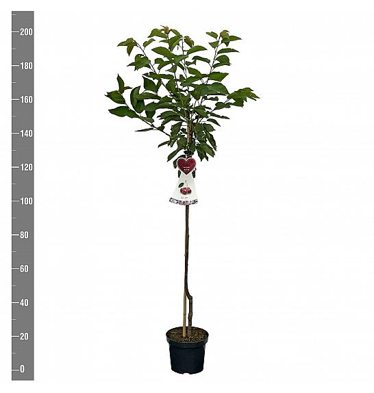 Prunus avium Kordia C7,5 Lit. 175-200 cm Na steblu 100 cm