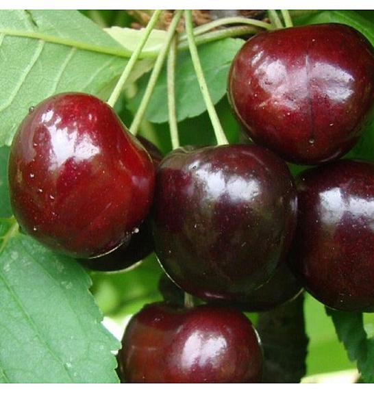 Prunus avium Kordia C7,5 Lit. 125-150 cm