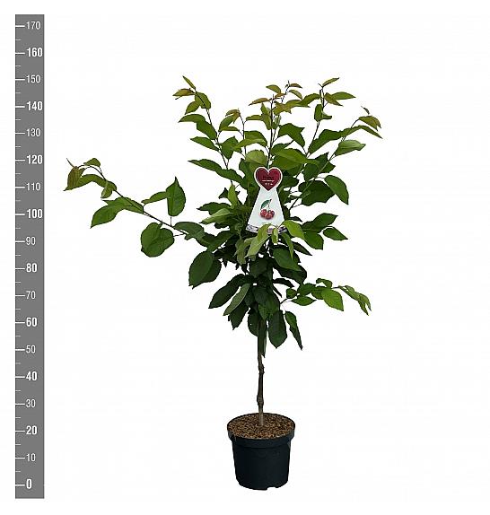 Prunus avium Hedelfinger Riesenkirsche C7,5 Lit. 125-150 cm