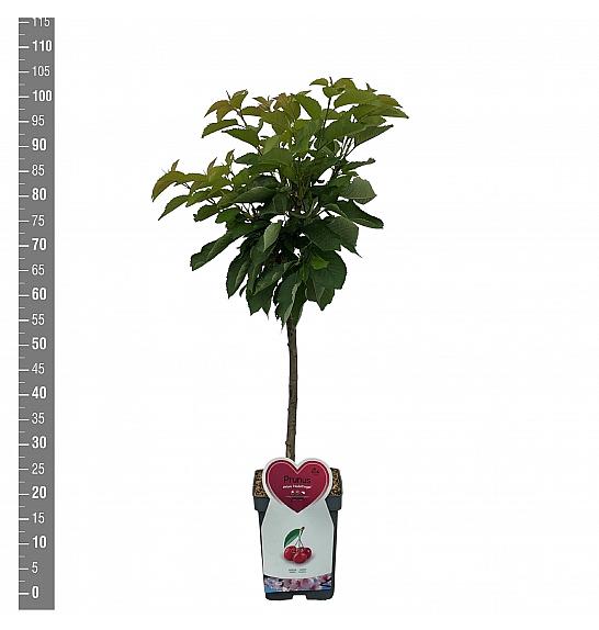 Prunus avium Hedelfinger Riesenkirsche C5 Lit. 80-100 cm Patio