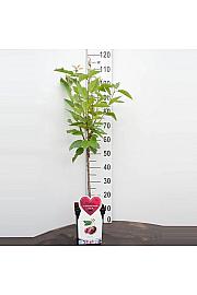 Prunus avium Hedelfinger Riesenkirsche C5 Lit. 80-100 cm Patio (35378)