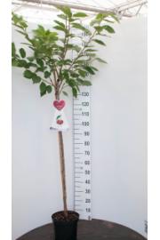 Prunus avium Grosse Schwarze Knorpelkirsche C7,5 Lit. 175-200 cm Na steblu 100 cm