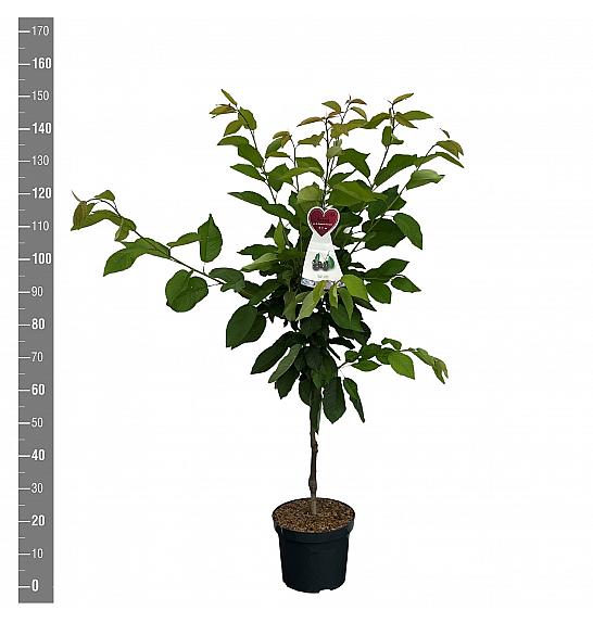Prunus avium Grosse Schwarze Knorpelkirsche C7,5 Lit. 125-150 cm