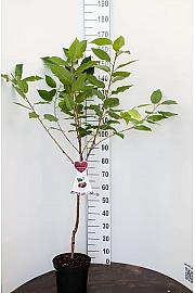 Prunus avium Grosse Schwarze Knorpelkirsche C7,5 Lit. 125-150 cm