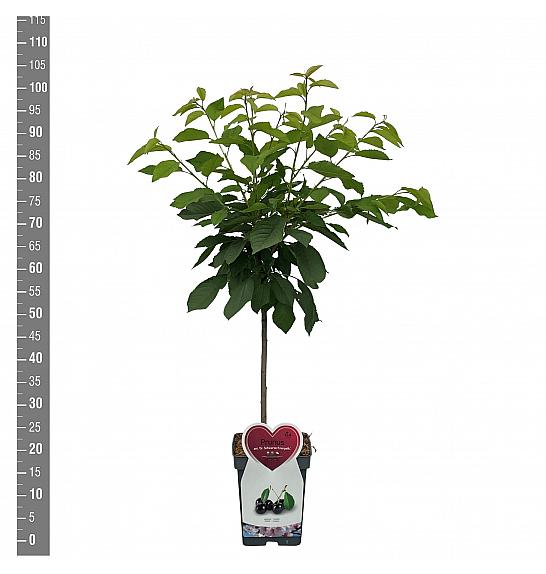 Prunus avium Grosse Schwarze Knorpelkirsche C5 Lit. 80-100 cm Patio