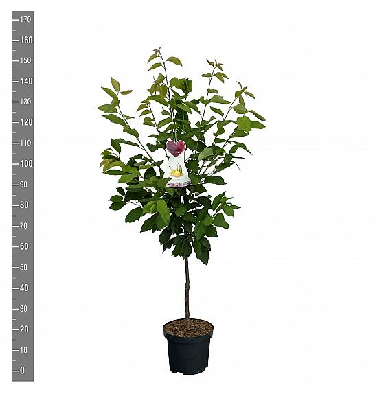 Prunus avium Dönissens Gelbe C7,5 Lit. 175-200 cm Na steblu 100 cm