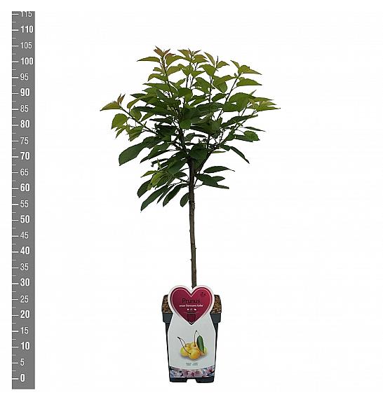 Prunus avium Dönissens Gelbe C5 Lit. 80-100 cm Patio