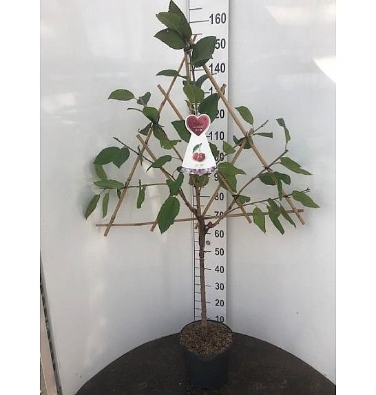 Prunus avium C7,5 Lit. 150-175 cm Špalir