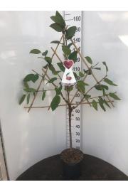 Prunus avium C7,5 Lit. 150-175 cm Špalir (55769)
