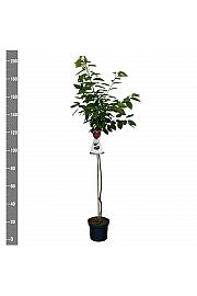 Prunus avium Büttner Rote Knorpelkirsche C7,5 Lit. 175-200 cm Na steblu 100 cm