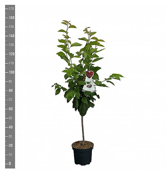 Prunus avium Büttner Rote Knorpelkirsche C7,5 Lit. 125-150 cm