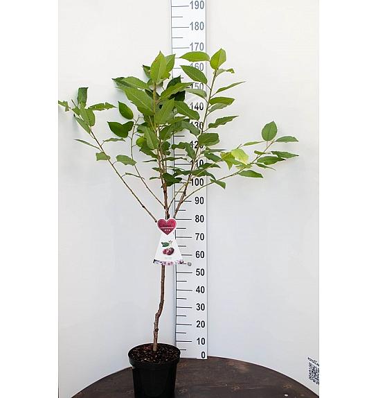 Prunus avium Büttner Rote Knorpelkirsche C7,5 Lit. 125-150 cm