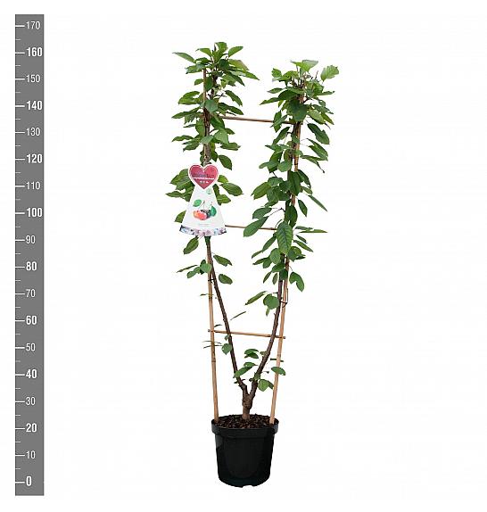 Prunus avium Bigarreau Napoleon x Grosse Schwarze Knorpelkirsche C7,5 Lit. 140-160 cm Duo