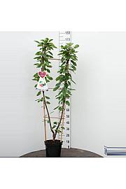 Prunus avium Bigarreau Napoleon x Grosse Schwarze Knorpelkirsche C7,5 Lit. 150-175 cm Duo