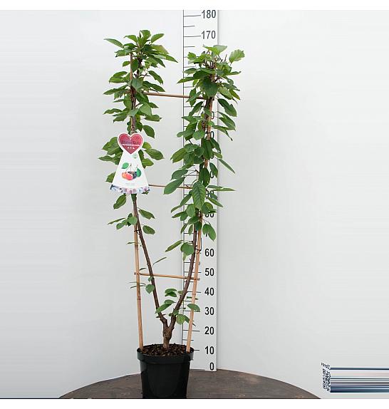 Prunus avium Bigarreau Napoleon x Grosse Schwarze Knorpelkirsche C7,5 Lit. 150-175 cm Duo