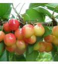 Prunus avium Bigarreau Napoléon C7,5 Lit. 175-200 cm Na steblu 100 cm