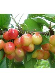 Prunus avium Bigarreau Napoléon C7,5 Lit. 175-200 cm Na steblu 100 cm