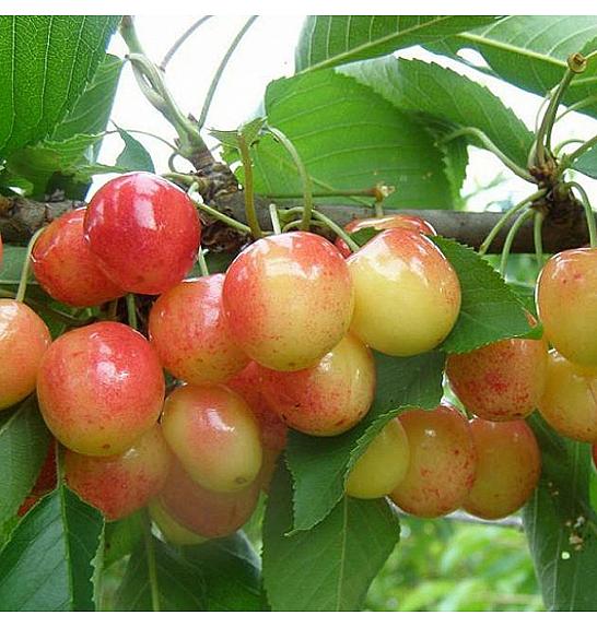Prunus avium Bigarreau Napoléon C7,5 Lit. 175-200 cm Na steblu 100 cm