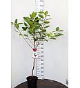 Prunus avium Bigarreau Napoléon C7,5 Lit. 125-150 cm