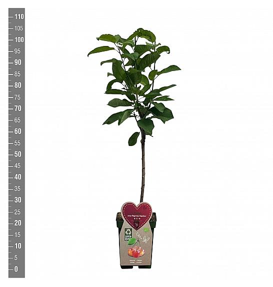 Prunus avium Bigarreau Napoléon C5 Lit. 80-100 cm BIO