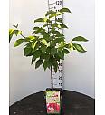 Prunus avium Bigarreau Napoléon C5 Lit. 80-100 cm BIO (55681)