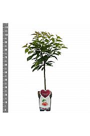 Prunus avium Bigareau Napoleon C5 Lit. 80-100 cm Patio
