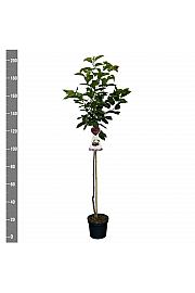 Prunus avium Bigareau Burlat C7,5 Lit. 175-200 cm Na steblu 100 cm