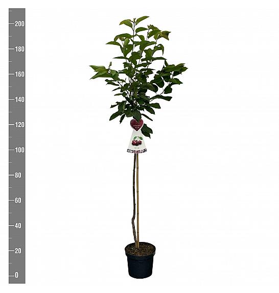 Prunus avium Bigareau Burlat C7,5 Lit. 175-200 cm Na steblu 100 cm