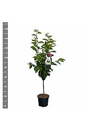 Prunus avium Bigareau Burlat C7,5 Lit. 125-150 cm