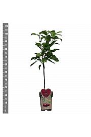 Prunus avium Bigareau Burlat C5 Lit. 80-100 cm BIO