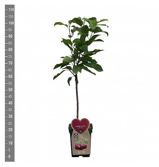 Prunus avium Bigareau Burlat C5 Lit. 80-100 cm BIO